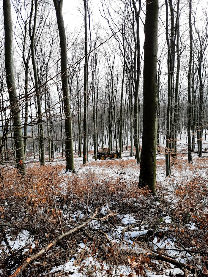 Snow-covered forest with bare trees and a visible tractor amid the winter landscape.