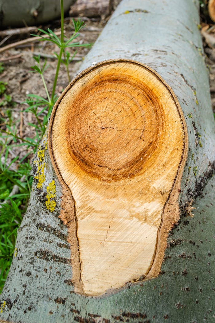 Detailed view of a freshly cut tree stump showing growth rings, highlighting forestry and nature's textures.