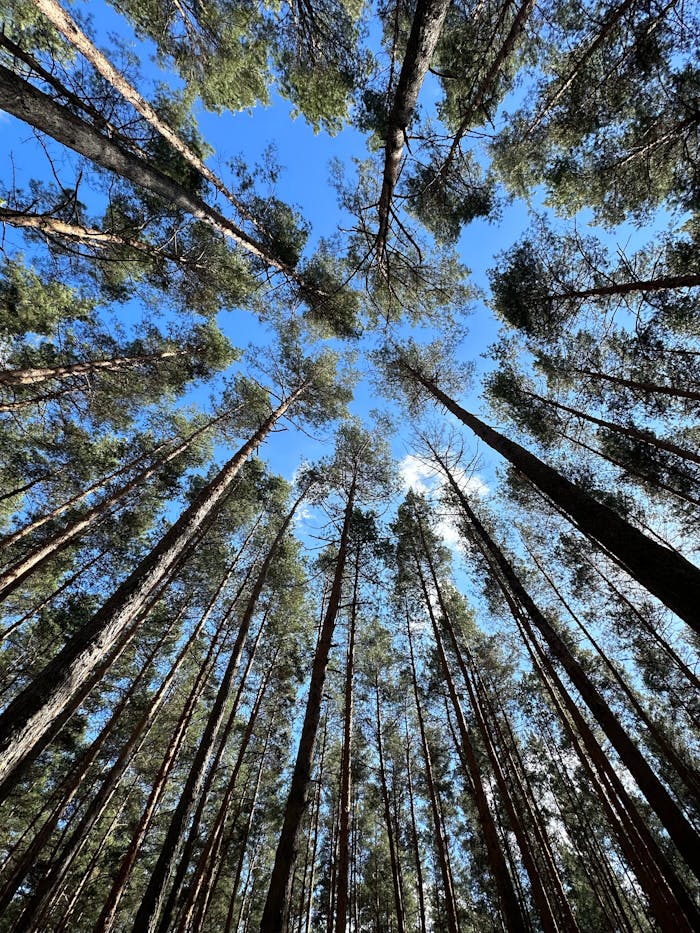 A captivating upward shot of tall pine trees against a blue sky.