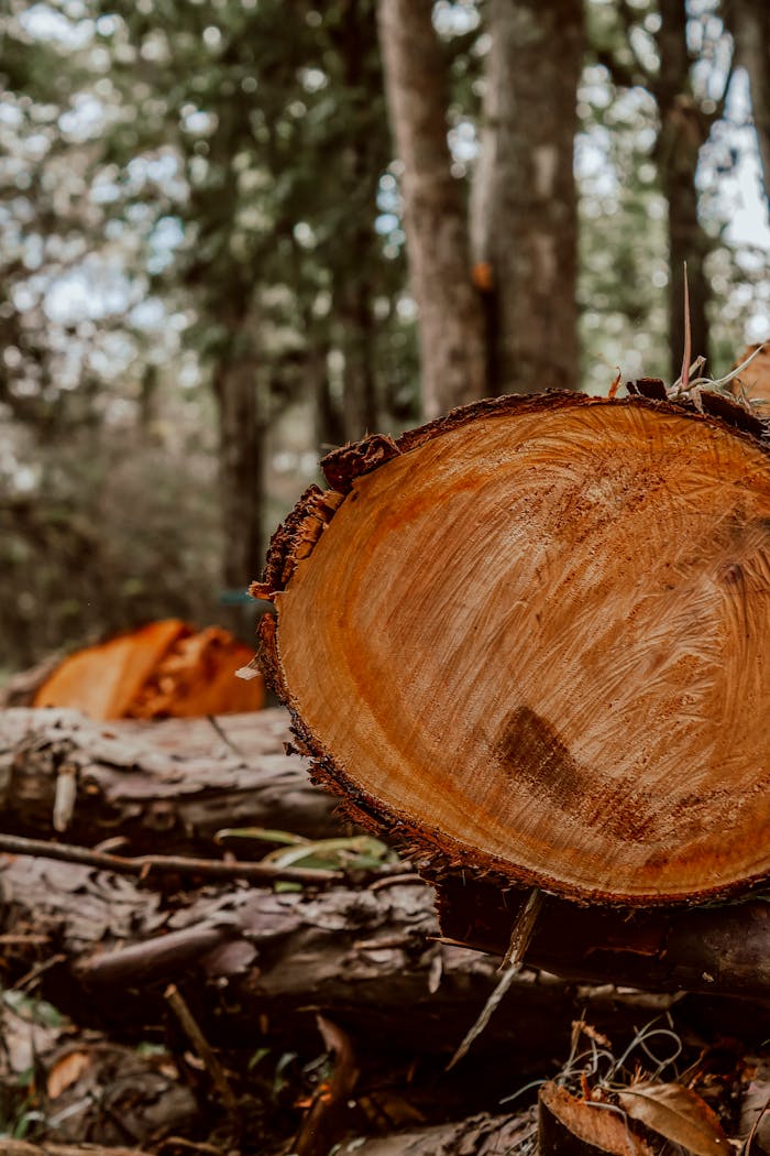 Detailed view of a tree trunk in a forest near Mérida, Venezuela.