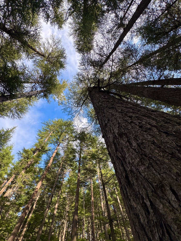 Looking up at towering pine trees against a bright blue sky in a serene forest.