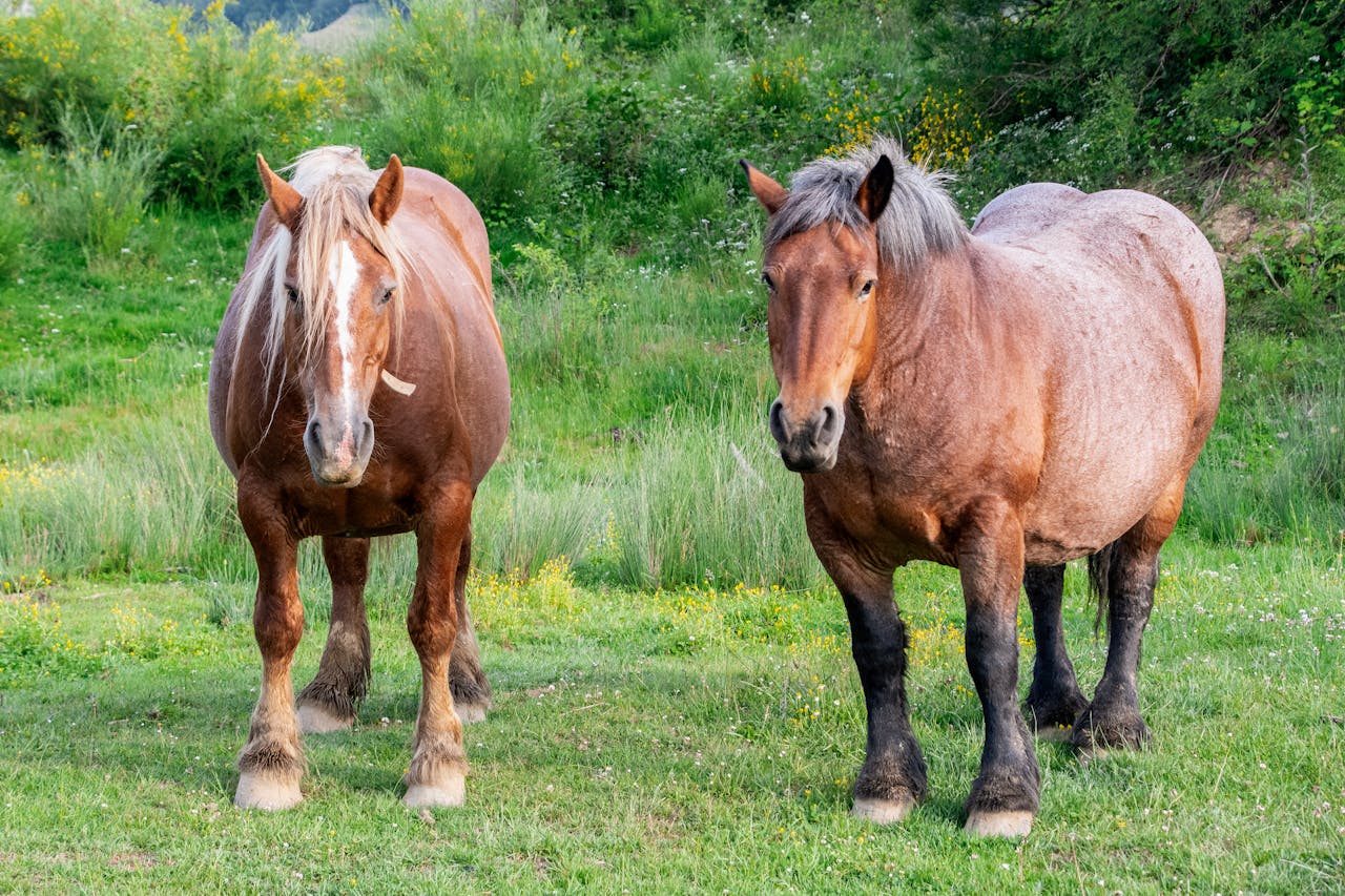 Two draft horses standing on green grass in a lush meadow, exuding strength and calmness.