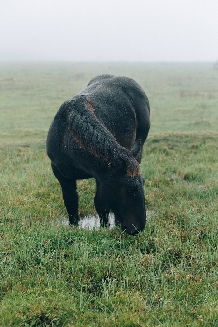 Black Percheron horse grazes peacefully in a misty, grassy field, creating a serene nature scene.