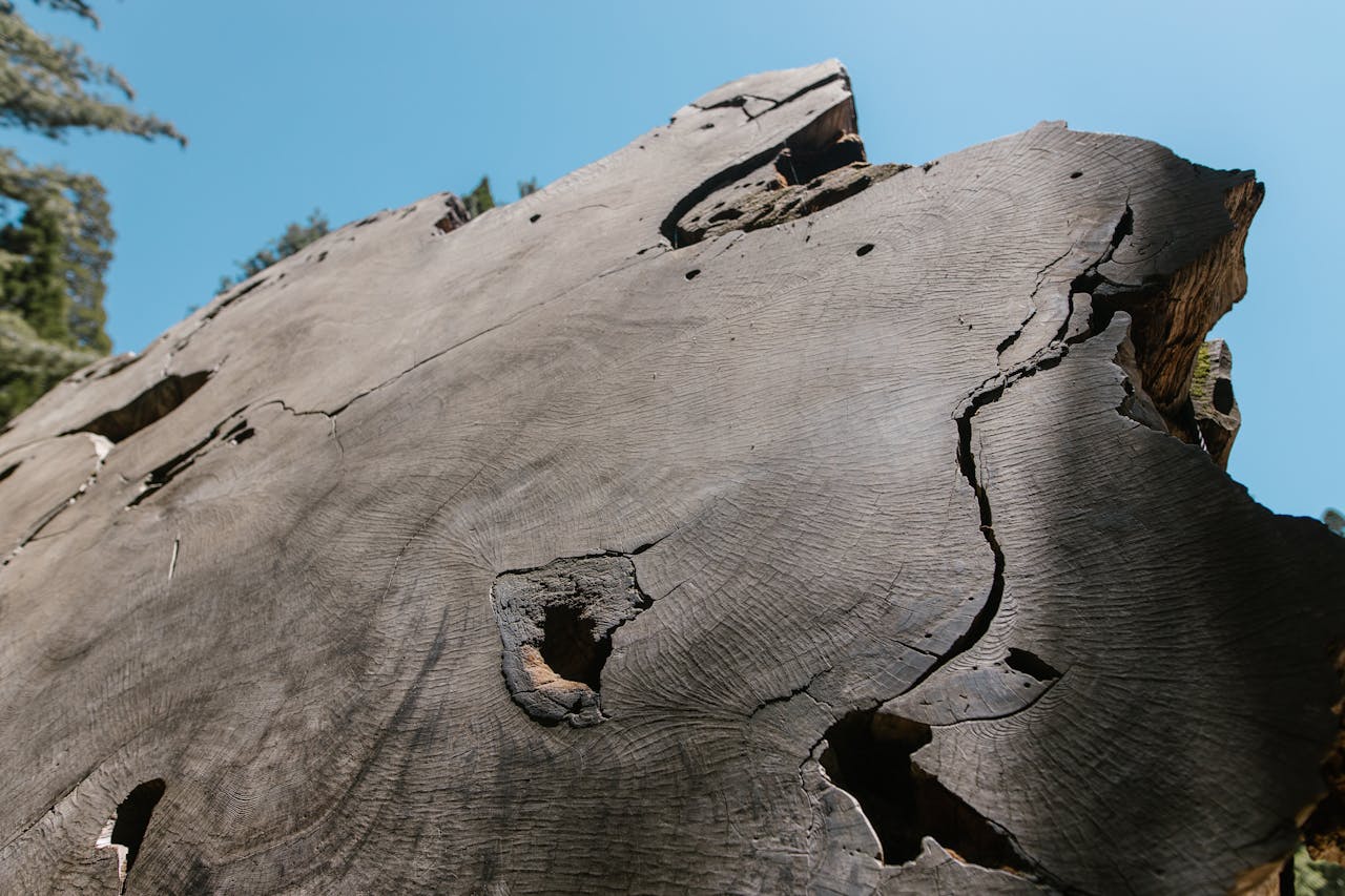 Close-up of a weathered sequoia tree stump with detailed cracks and texture under a clear blue sky.