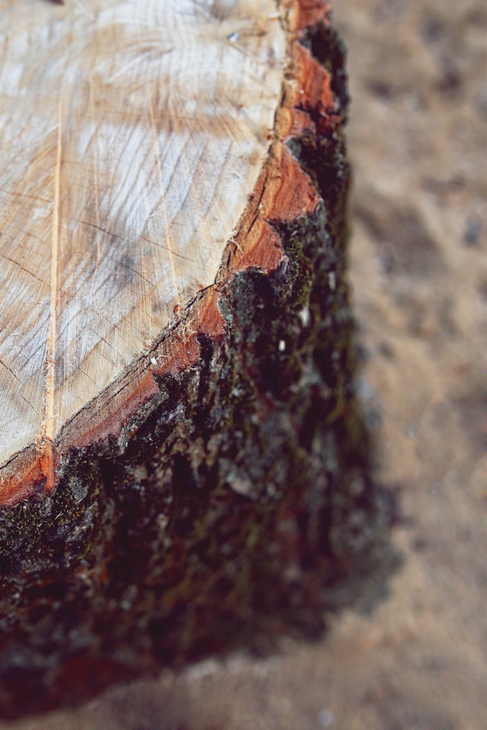 Detailed view of a tree stump showing growth rings and texture. Ideal for nature, environment themes.